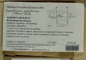 Leptobryum pyriforme (Hedw.) Wilson, Гербарий мохообразных, Мхи - Центральное Нечерноземье (B6) (Россия)