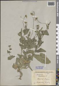 Brassica rapa subsp. sylvestris (L.) Janch., Средняя Азия и Казахстан, Сырдарьинские пустыни и Кызылкумы (M7) (Узбекистан)