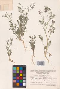 Дымянка Вайяна Loisel., Восточная Европа, Нижневолжский район (E9) (Россия)