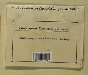 Archidium alternifolium (Dicks. ex Hedw.) Schimp., Гербарий мохообразных, Мхи - Западная Европа (BEu) (Неизвестно)