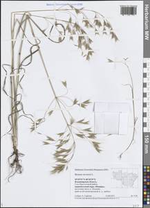 Костер полевой L., Восточная Европа, Центральный район (E4) (Россия)