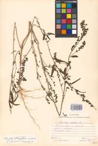 Лебеда продолговатолистная Waldst. & Kit., Восточная Европа, Московская область и Москва (E4a) (Россия)