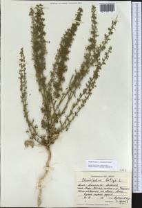 Дисфания душистая (L.) Mosyakin & Clemants, Средняя Азия и Казахстан, Северный и Центральный Тянь-Шань (M4) (Казахстан)