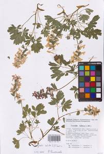 Хохлатка плотная (L.) Clairv., Восточная Европа, Центральный лесостепной район (E6) (Россия)