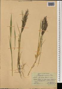Тростник южный, Тростник обыкновенный (Cav.) Trin. ex Steud., Монголия (MONG) (Монголия)