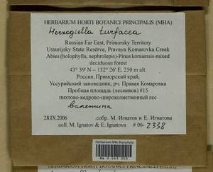 Herzogiella turfacea (Lindb.) Z. Iwats., Гербарий мохообразных, Мхи - Дальний Восток (без Чукотки и Камчатки) (B20) (Россия)