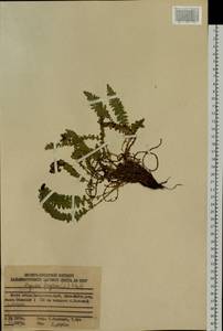 Щитовник пахучий (L.) Schott, Сибирь, Дальний Восток (S6) (Россия)