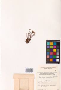 Камнеломка дернистая L., Восточная Европа, Северный район (E1) (Россия)