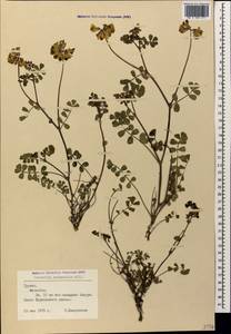 Coronilla orientalis, Кавказ, Грузия (K4) (Грузия)