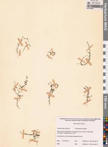 Пузырчатка малая L., Сибирь, Чукотка и Камчатка (S7) (Россия)