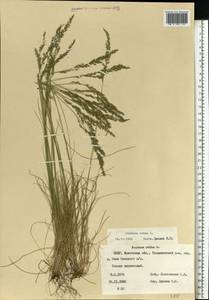 Овсяница овечья L., Восточная Европа, Белоруссия (E3a) (Белоруссия)