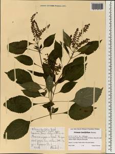 Ocimum lamiifolium Hochst. ex Benth., Африка (AFR) (Эфиопия)