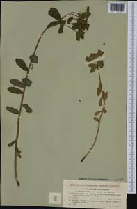 Euphorbia epithymoides L., Западная Европа (EUR) (Чехия)