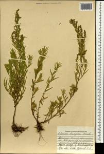 Artemisia dracunculus var. changaica (Krasch.) Y. R. Ling, Монголия (MONG) (Монголия)