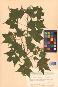 Клен моно, Клен мелколистный (Maxim.) H.Ohashi, Сибирь, Дальний Восток (S6) (Россия)