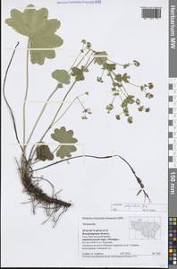 Манжетка цельноосновная Juz., Восточная Европа, Центральный район (E4) (Россия)