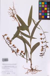 Дремлик болотный (L.) Crantz, Восточная Европа, Московская область и Москва (E4a) (Россия)