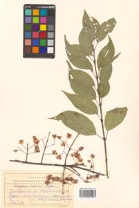 Бересклет Маака Rupr., Сибирь, Дальний Восток (S6) (Россия)