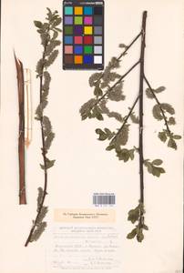 Ива мирзинолистная, Ива чернеющая Salisb., Восточная Европа, Средневолжский район (E8) (Россия)