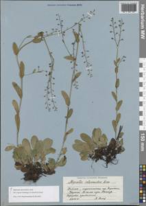 Незабудка стелющаяся Host, Восточная Европа, Северный район (E1) (Россия)