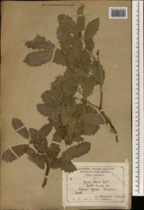 Quercus infectoria subsp. veneris (A.Kern.) Meikle, Зарубежная Азия (ASIA) (Турция)