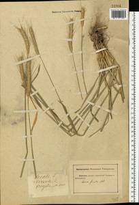 Рожь дикая Host, Восточная Европа, Ростовская область (E12a) (Россия)