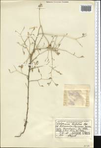 Delphinium barbatum Bunge, Средняя Азия и Казахстан, Памир и Памиро-Алай (M2) (Таджикистан)