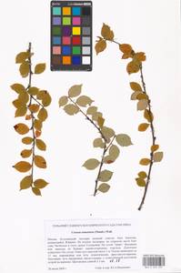 Prunus tomentosa Thunb., Восточная Европа, Московская область и Москва (E4a) (Россия)