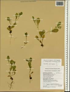 Anthyllis circinnata (L.) D.D.Sokoloff, Зарубежная Азия (ASIA) (Кипр)