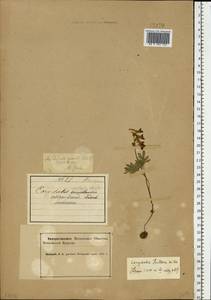 Хохлатка плотная (L.) Clairv., Восточная Европа, Северный район (E1) (Россия)