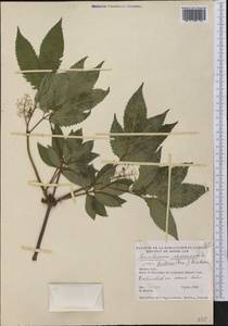 Sambucus racemosa subsp. racemosa, Америка (AMER) (Канада)