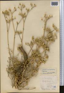 Жабрица пушистоголовая (Pall. ex Spreng.) Schischk., Средняя Азия и Казахстан, Прикаспийский Устюрт и Северное Приаралье (M8) (Казахстан)