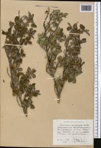 Жимолость мелколистная Willd. ex Roem. & Schult., Средняя Азия и Казахстан, Западный Тянь-Шань и Каратау (M3) (Узбекистан)