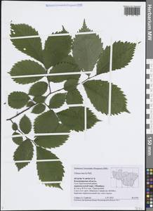Вяз гладкий, Вяз обыкновенный Pall., Восточная Европа, Центральный район (E4) (Россия)