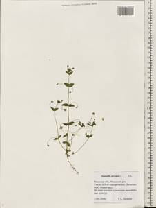 Lysimachia arvensis subsp. arvensis, Восточная Европа, Центральный район (E4) (Россия)