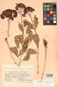 Очитник обыкновенный (L.) H.Ohba, Восточная Европа, Западно-Украинский район (E13) (Украина)