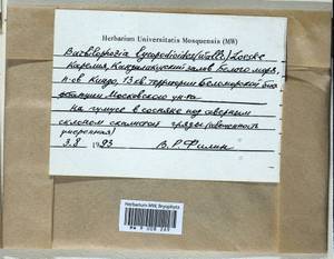 Barbilophozia lycopodioides (Wallr.) Loeske, Гербарий мохообразных, Мхи - Карелия, Ленинградская и Мурманская области (B4) (Россия)