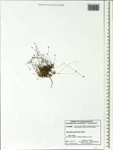 Минуарция прямая (Sw.) Rchb., Сибирь, Центральная Сибирь (S3) (Россия)