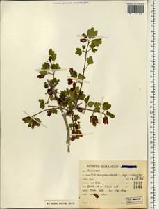 Acer monspessulanum subsp. assyriacum (Pojark.) Rech. fil., Зарубежная Азия (ASIA) (Иран)