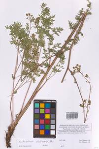 Златогоричник морозниковый (L.) Schur, Восточная Европа, Московская область и Москва (E4a) (Россия)