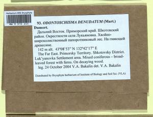Odontoschisma denudatum (Mart.) Dumort., Гербарий мохообразных, Мхи - Дальний Восток (без Чукотки и Камчатки) (B20) (Россия)