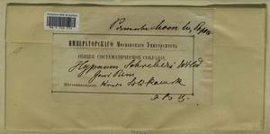 Pleurozium schreberi (Willd. ex Brid.) Mitt., Гербарий мохообразных, Мхи - Пермский край, Удмуртия, Свердловская и Кировская области (B8) (Россия)