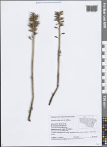 Гнездовка настоящая, Гнездовка обыкновенная (L.) Rich., Восточная Европа, Центральный район (E4) (Россия)