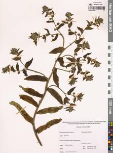 Nonea pulla subsp. pulla, Сибирь, Чукотка и Камчатка (S7) (Россия)