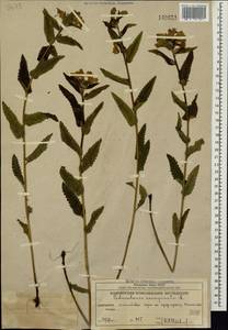 Мытник перевернутый L., Сибирь, Чукотка и Камчатка (S7) (Россия)