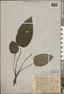 Медуница неясная, Медуница темная Dumort., Восточная Европа, Центральный лесной район (E5) (Россия)