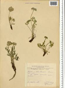 Толстореберник мутеллиновидный (Crantz) Holub, Сибирь, Прибайкалье и Забайкалье (S4) (Россия)