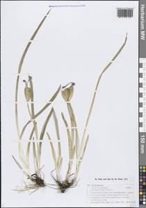 Ирис Блудова Ledeb., Сибирь, Алтай и Саяны (S2) (Россия)