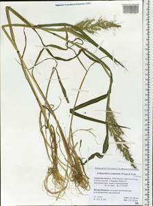 Echinochloa crus-galli subsp. crus-galli, Сибирь, Дальний Восток (S6) (Россия)