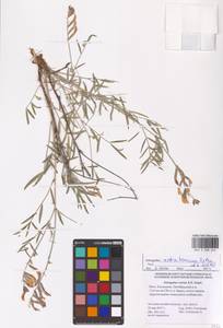 Astragalus astrachanicus Sytin & Laktionov, Восточная Европа, Нижневолжский район (E9) (Россия)
